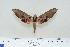  ( - BC-Hax4177)  @14 [ ] Copyright (2010) Unspecified Research Collection of Jean Haxaire