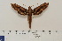  ( - BC-Hax4635)  @14 [ ] Copyright (2010) Unspecified Research Collection of Jean Haxaire