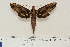  ( - BC-Hax4638)  @14 [ ] Copyright (2010) Unspecified Research Collection of Jean Haxaire