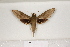  ( - BC-HAX4683)  @12 [ ] Copyright (2010) Unspecified Research Collection of Jean Haxaire