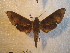  ( - BC-HAX4699)  @13 [ ] Copyright (2010) Unspecified Research Collection of Jean Haxaire