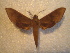  ( - BC-HAX4705)  @11 [ ] Copyright (2010) Unspecified Research Collection of Jean Haxaire