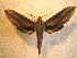  ( - BC-HAX4727)  @14 [ ] Copyright (2010) Unspecified Research Collection of Jean Haxaire