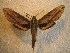  ( - BC-HAX4728)  @14 [ ] Copyright (2010) Unspecified Research Collection of Jean Haxaire