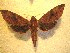  ( - BC-HAX4735)  @13 [ ] Copyright (2010) Unspecified Research Collection of Jean Haxaire