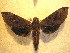 ( - BC-HAX4738)  @13 [ ] Copyright (2010) Unspecified Research Collection of Jean Haxaire