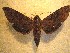  ( - BC-HAX4739)  @13 [ ] Copyright (2010) Unspecified Research Collection of Jean Haxaire
