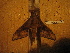  ( - BC-HAX4770)  @12 [ ] Copyright (2010) Unspecified Research Collection of Jean Haxaire