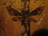  ( - BC-HAX4772)  @14 [ ] Copyright (2010) Unspecified Research Collection of Jean Haxaire