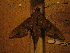  ( - BC-HAX4775)  @12 [ ] Copyright (2010) Unspecified Research Collection of Jean Haxaire