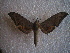  ( - BC-HAX4782)  @11 [ ] Copyright (2010) Unspecified Research Collection of Jean Haxaire