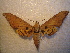  ( - BC-HAX4813)  @11 [ ] Copyright (2010) Unspecified Research Collection of Jean Haxaire