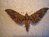  ( - BC-HAX4815)  @13 [ ] Copyright (2010) Unspecified Research Collection of Jean Haxaire