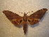  ( - BC-HAX4823)  @13 [ ] Copyright (2010) Unspecified Research Collection of Jean Haxaire