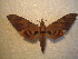  ( - BC-HAX4824)  @13 [ ] Copyright (2010) Unspecified Research Collection of Jean Haxaire