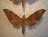  ( - BC-HAX4833)  @13 [ ] Copyright (2010) Unspecified Research Collection of Jean Haxaire