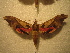  ( - BC-HAX4852)  @13 [ ] Copyright (2010) Unspecified Research Collection of Jean Haxaire