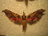  ( - BC-HAX4858)  @11 [ ] Copyright (2010) Unspecified Research Collection of Jean Haxaire