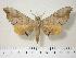  (Marumba maackii - BC-Hax3910)  @15 [ ] Copyright (2010) Unspecified Research Collection of Jean Haxaire