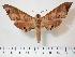  (Marumba saishiuana - BC-Hax3958)  @14 [ ] Copyright (2010) Unspecified Research Collection of Jean Haxaire