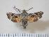  (Sphingonaepiopsis kuldjaensis - BC-Hax3974)  @14 [ ] Copyright (2010) Unspecified Research Collection of Jean Haxaire