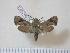  ( - BC-Hax3977)  @13 [ ] Copyright (2010) Unspecified Research Collection of Jean Haxaire