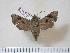  ( - BC-Hax3978)  @14 [ ] Copyright (2010) Unspecified Research Collection of Jean Haxaire