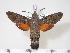  ( - BC-Hax4012)  @14 [ ] Copyright (2010) Unspecified Research Collection of Jean Haxaire