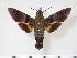  (Macroglossum - BC-Hax4035)  @15 [ ] Copyright (2010) Unspecified Research Collection of Jean Haxaire