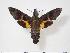  ( - BC-Hax4055)  @14 [ ] Copyright (2010) Unspecified Research Collection of Jean Haxaire