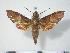  ( - BC-Hax4085)  @14 [ ] Copyright (2010) Unspecified Research Collection of Jean Haxaire