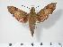  ( - BC-Hax4087)  @13 [ ] Copyright (2010) Unspecified Research Collection of Jean Haxaire