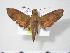  (Angonyx krishna - BC-Hax4090)  @14 [ ] Copyright (2010) Unspecified Research Collection of Jean Haxaire