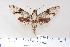  ( - BC-Hax4474)  @14 [ ] Copyright (2010) Unspecified Research Collection of Jean Haxaire