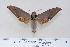  ( - BC-Hax4475)  @12 [ ] Copyright (2010) Unspecified Research Collection of Jean Haxaire