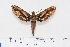  ( - BC-Hax4489)  @13 [ ] Copyright (2010) Unspecified Research Collection of Jean Haxaire