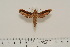  ( - BC-Hax4549)  @12 [ ] Copyright (2010) Unspecified Research Collection of Jean Haxaire