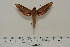  ( - BC-Hax4558)  @13 [ ] Copyright (2010) Unspecified Research Collection of Jean Haxaire