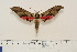  ( - BC-Hax4566)  @13 [ ] Copyright (2010) Unspecified Research Collection of Jean Haxaire