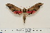  ( - BC-Hax4568)  @13 [ ] Copyright (2010) Unspecified Research Collection of Jean Haxaire