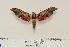  ( - BC-Hax4570)  @13 [ ] Copyright (2010) Unspecified Research Collection of Jean Haxaire