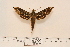  ( - BC-Hax4577)  @13 [ ] Copyright (2010) Unspecified Research Collection of Jean Haxaire