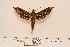  ( - BC-Hax4577)  @13 [ ] Copyright (2010) Unspecified Research Collection of Jean Haxaire