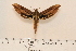  ( - BC-Hax4580)  @12 [ ] Copyright (2010) Unspecified Research Collection of Jean Haxaire