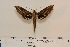  ( - BC-Hax4585)  @13 [ ] Copyright (2010) Unspecified Research Collection of Jean Haxaire