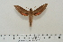  ( - BC-Hax4622)  @13 [ ] Copyright (2010) Unspecified Research Collection of Jean Haxaire