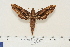  ( - BC-Hax4629)  @14 [ ] Copyright (2010) Unspecified Research Collection of Jean Haxaire
