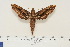  ( - BC-Hax4629)  @14 [ ] Copyright (2010) Unspecified Research Collection of Jean Haxaire