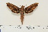  ( - BC-Hax4630)  @14 [ ] Copyright (2010) Unspecified Research Collection of Jean Haxaire