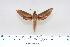  ( - BC-Hax4339)  @13 [ ] Copyright (2010) Unspecified Research Collection of Jean Haxaire
